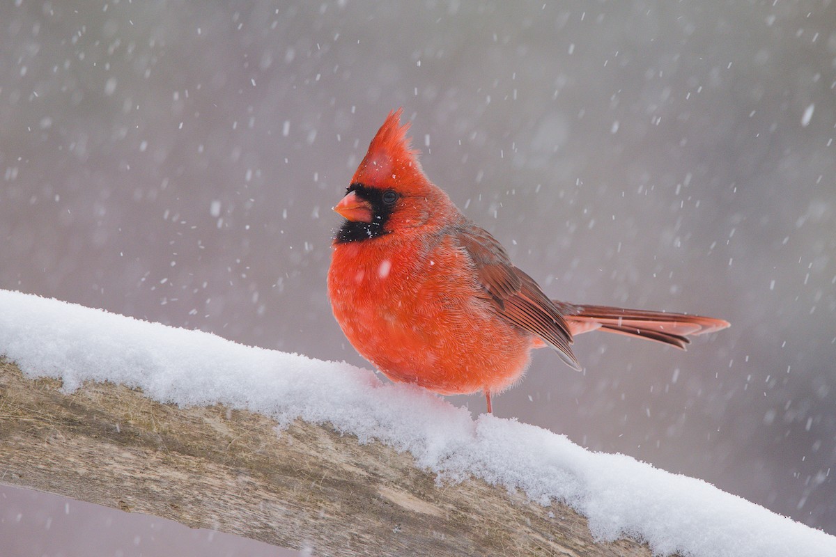 Kırmızı Kardinal - ML646702798