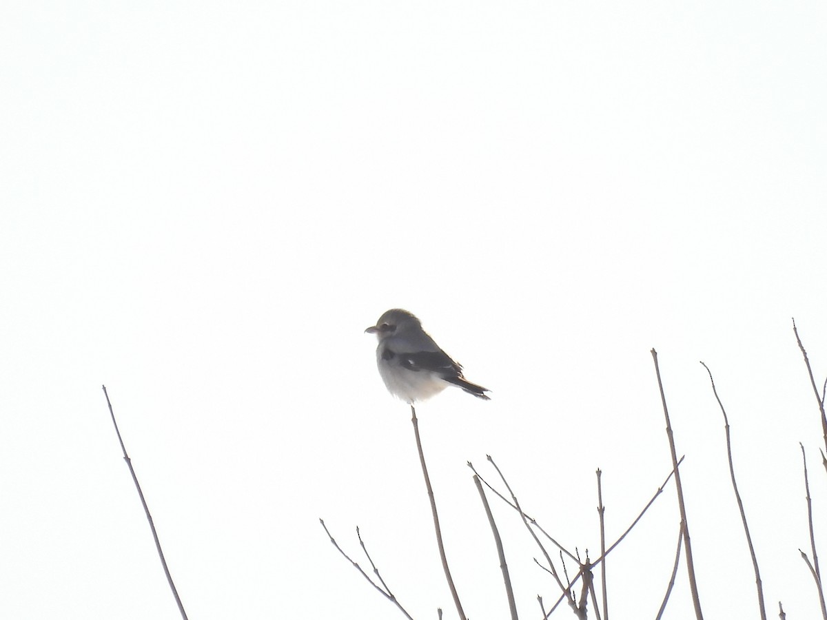 オオモズ - ML646702800