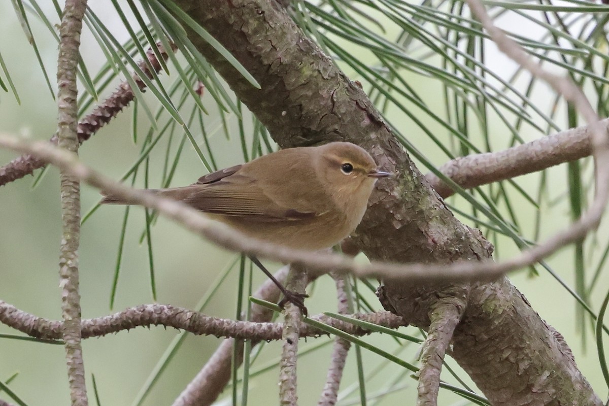 Common Chiffchaff - ML646702801
