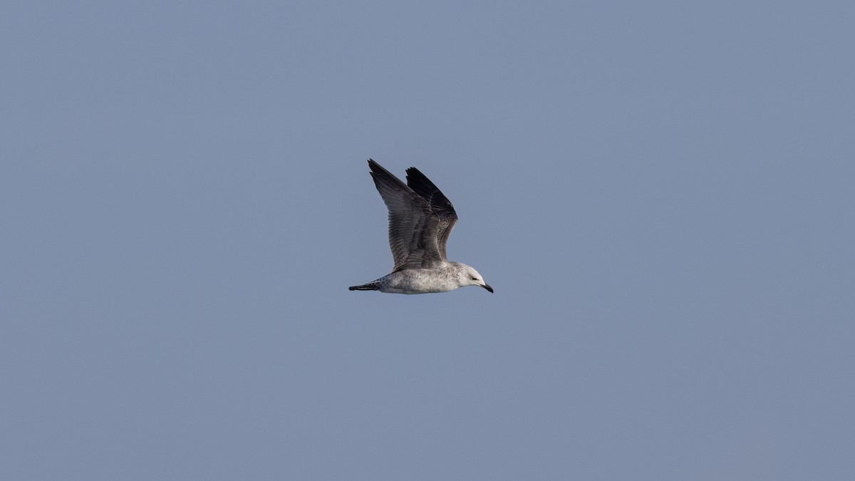 Средиземноморская чайка - ML646702803