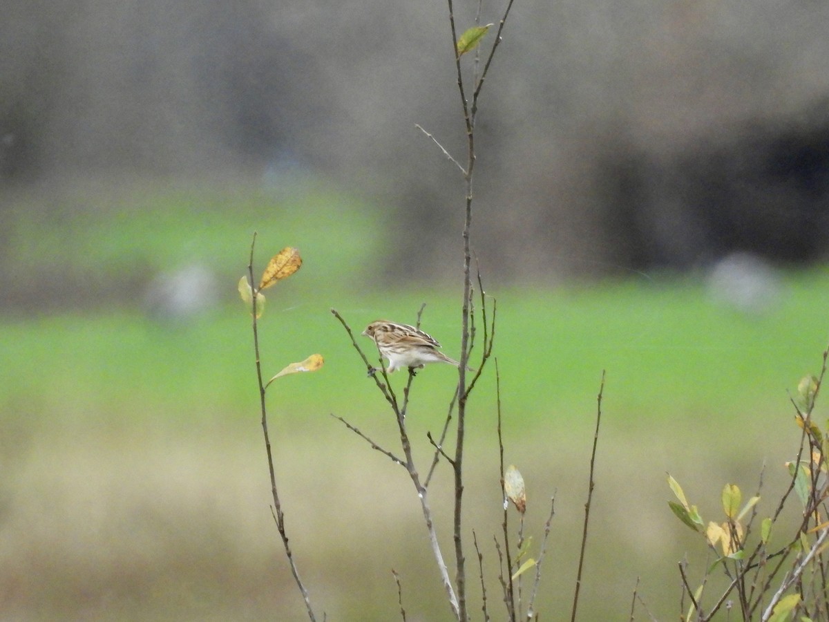 Reed Bunting - ML646702804