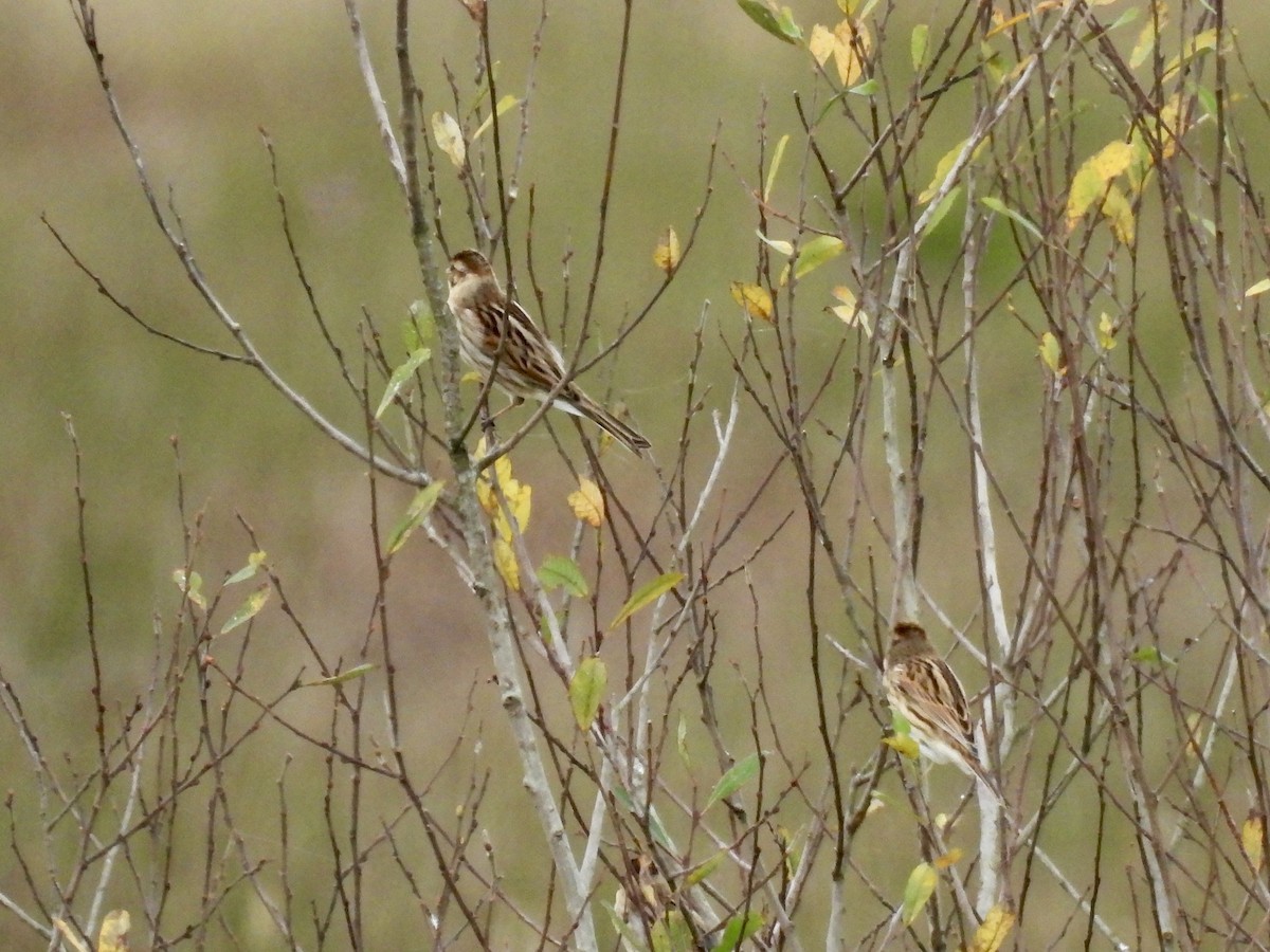 Reed Bunting - ML646702806