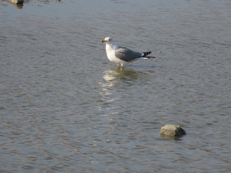 Caspian Gull - ML646702807