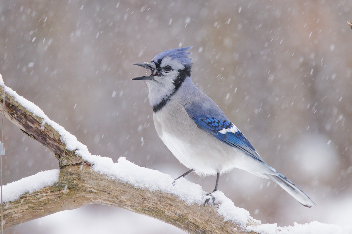 Mavi Karga - ML646702808