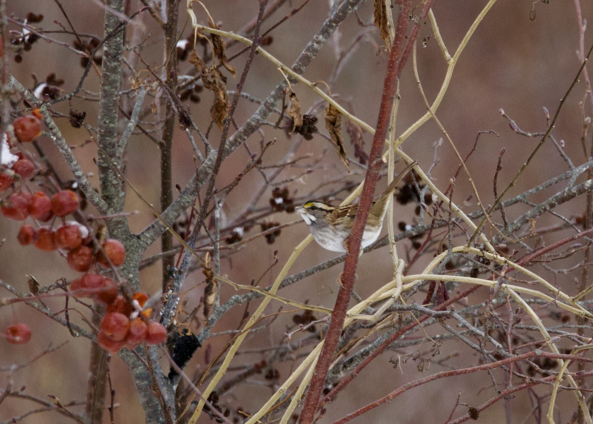 Ak Boğazlı Serçe - ML646702809