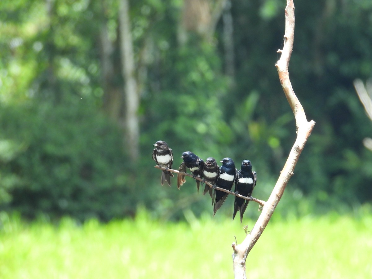 White-banded Swallow - ML646702810
