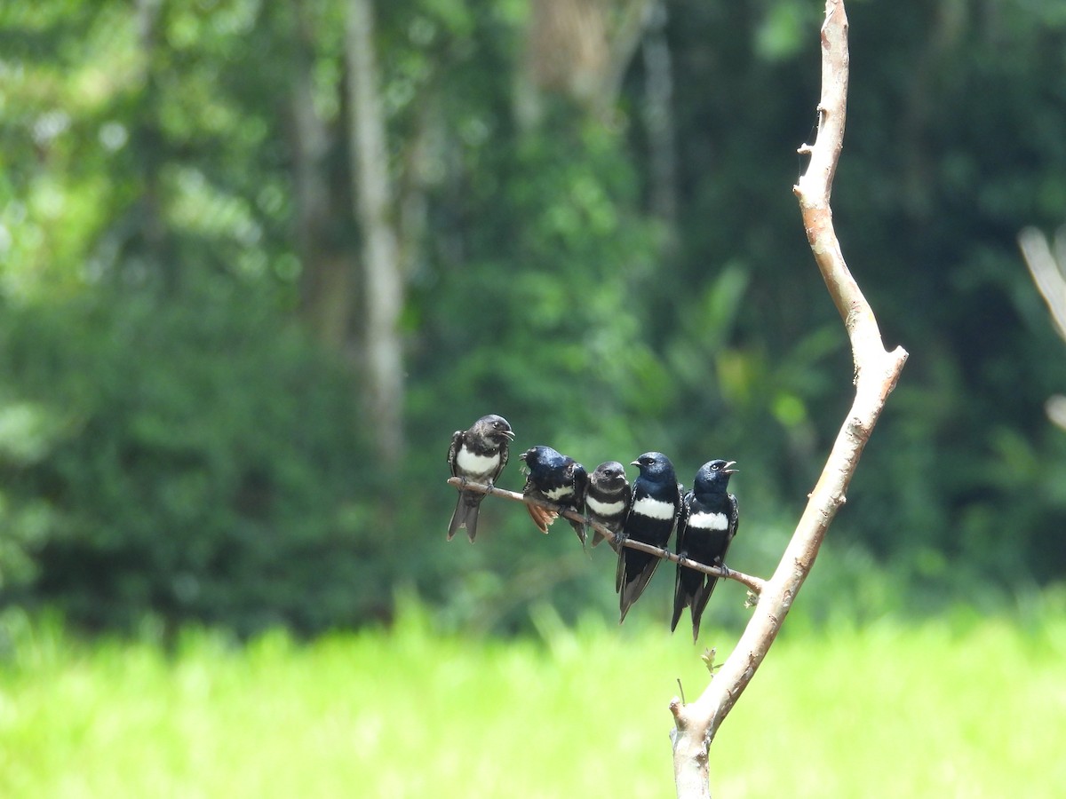 White-banded Swallow - ML646702811