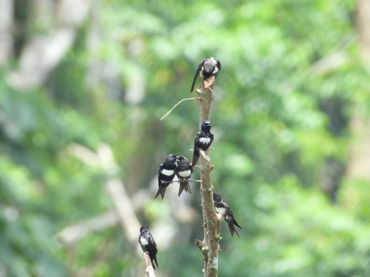 White-banded Swallow - ML646702813