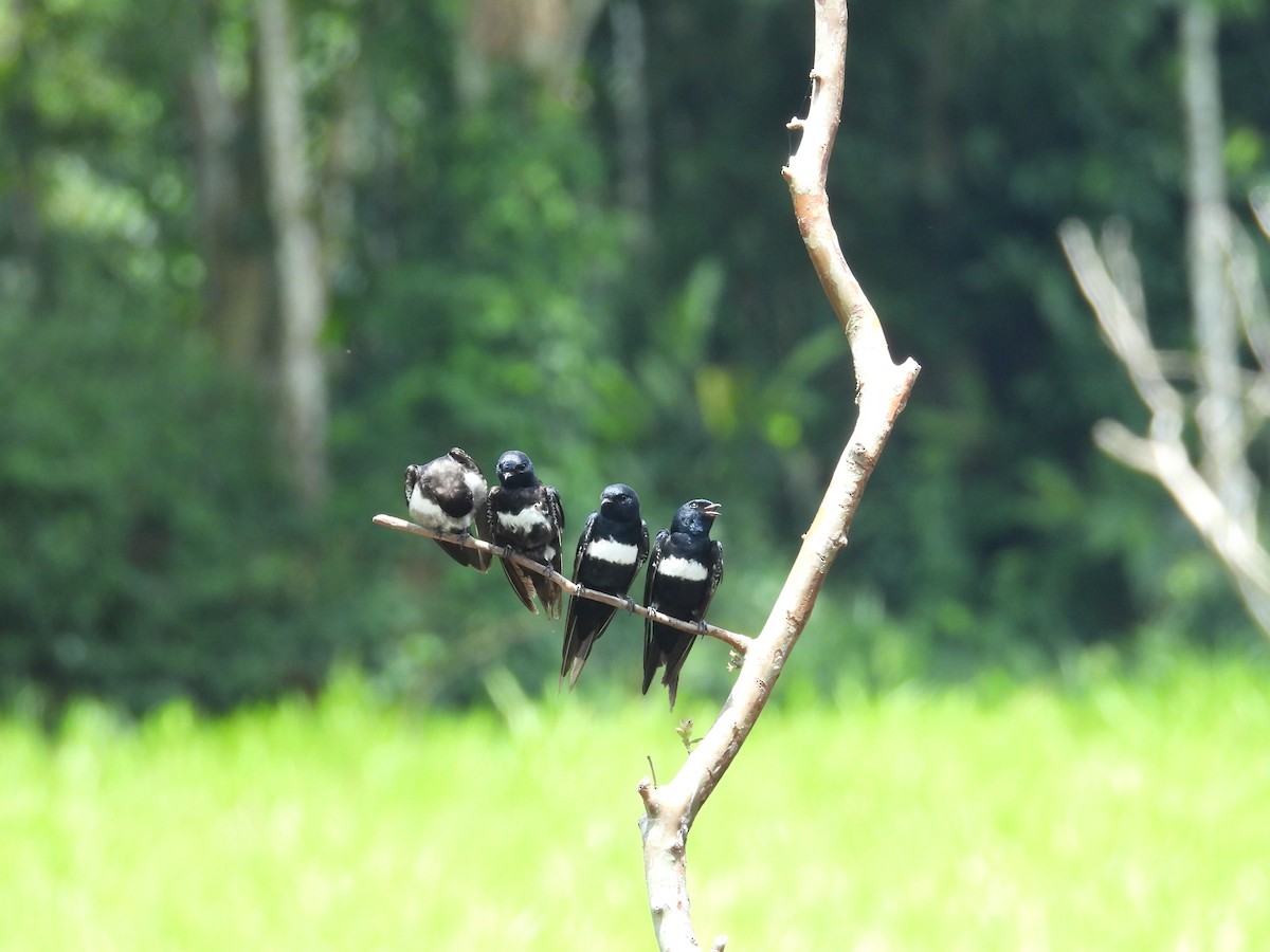 White-banded Swallow - ML646702814