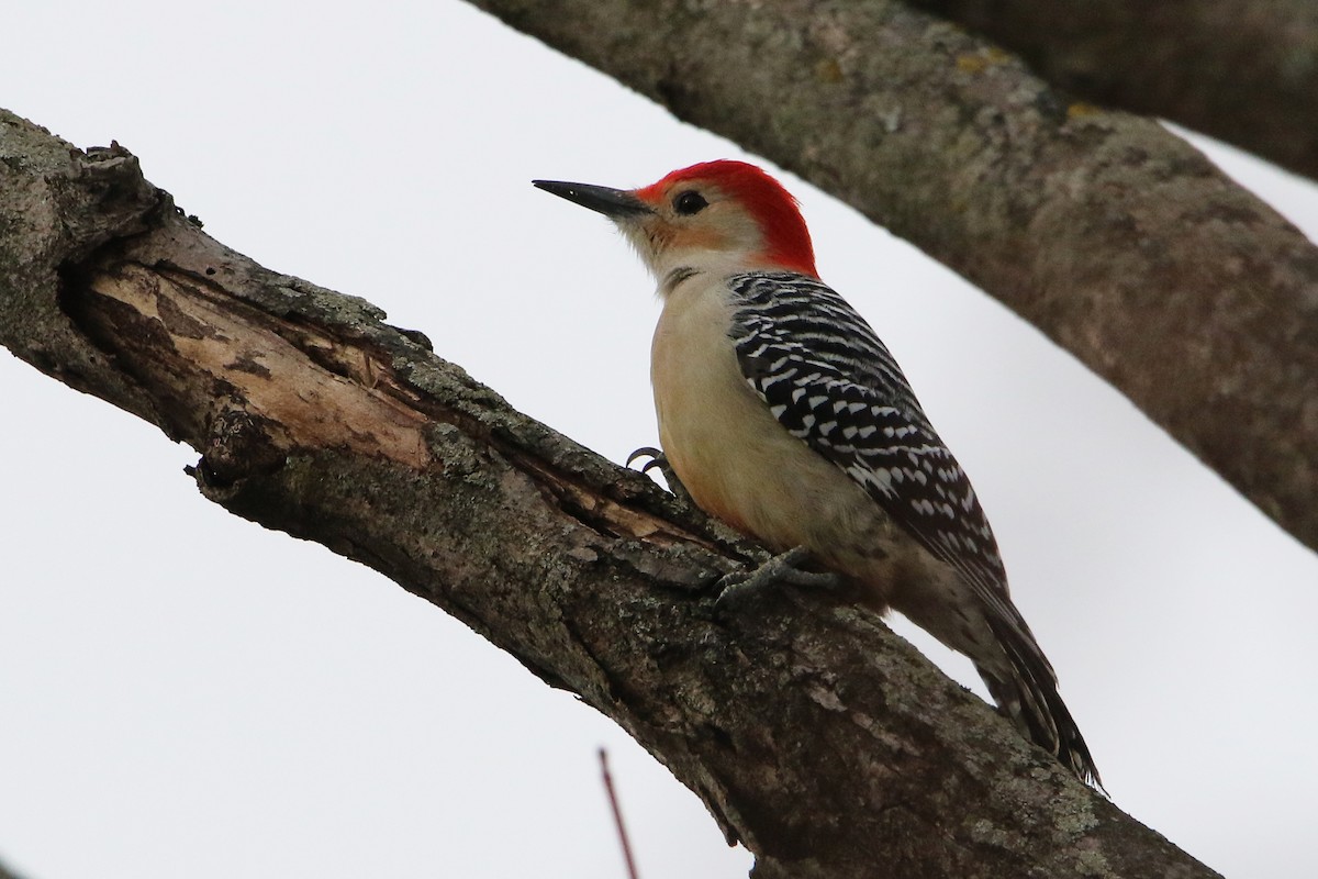 Carpintero de Carolina - ML646702816
