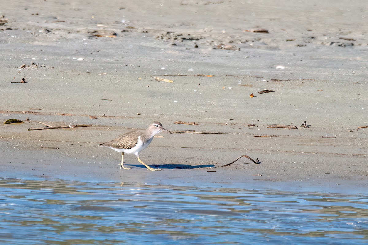 ביצנית נקודה - ML646702817