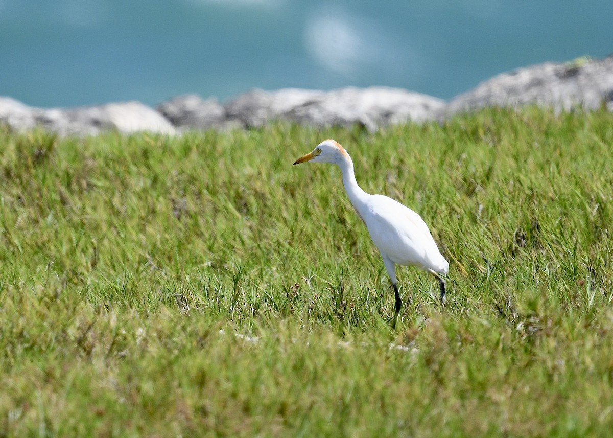 אנפית בקר מערבית - ML646702820