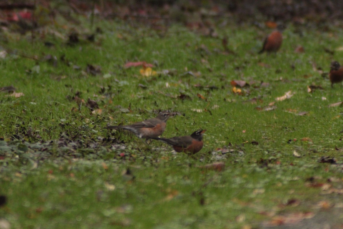 קיכלי נודד - ML646702821