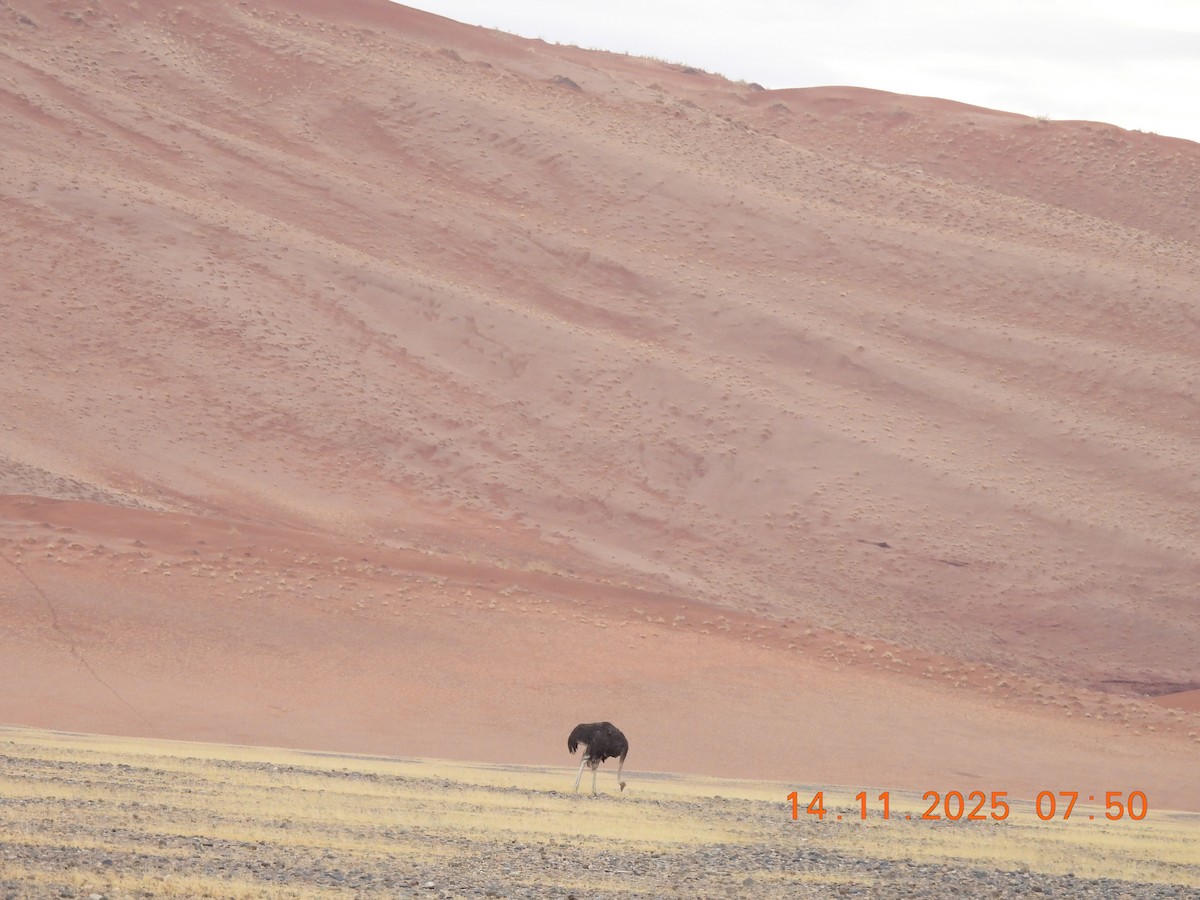 יען אפריקני - ML646702825