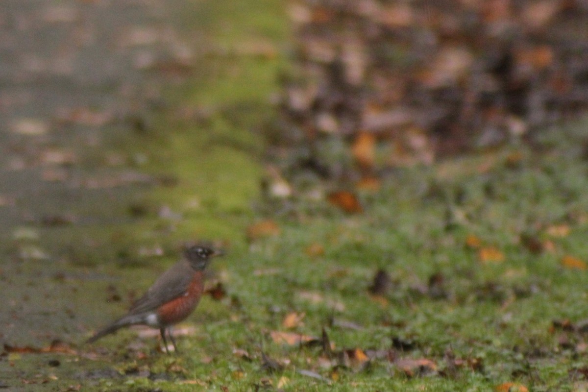 קיכלי נודד - ML646702826