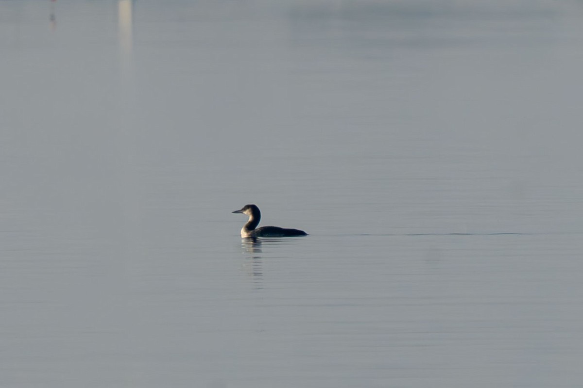 צוללן צפוני - ML646702828