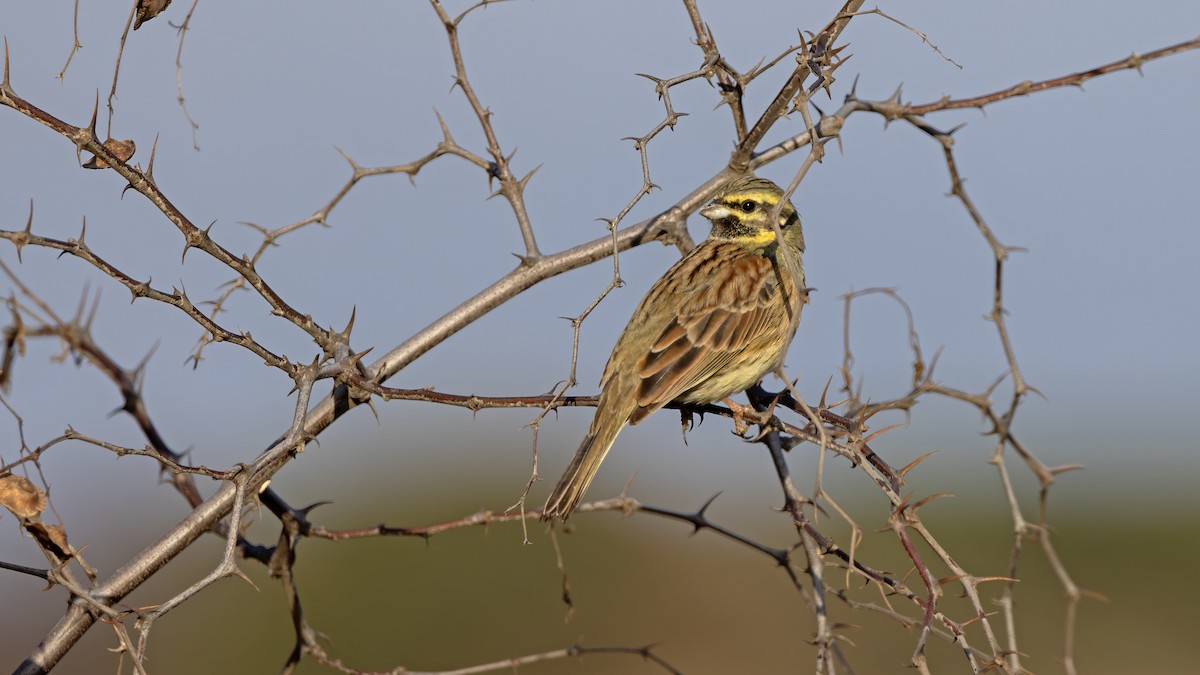 Огородная овсянка - ML646702830