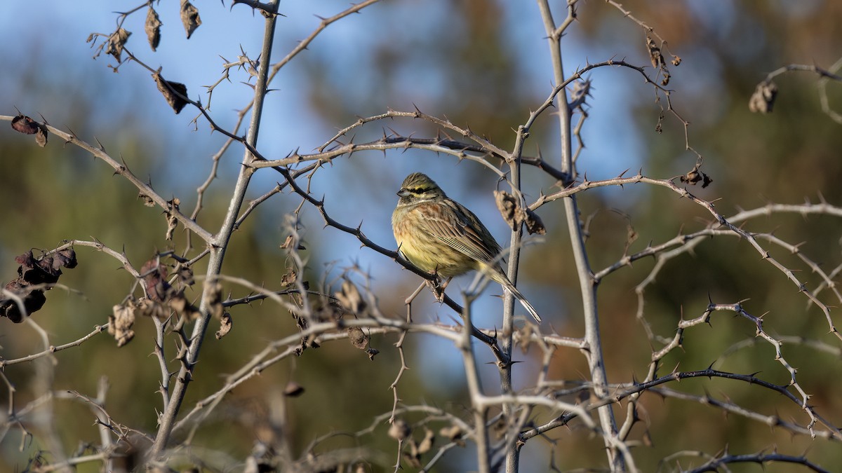 Огородная овсянка - ML646702831
