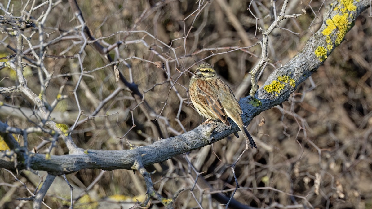 Огородная овсянка - ML646702832