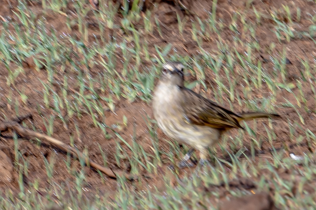 White-browed Bulbul - ML646702834