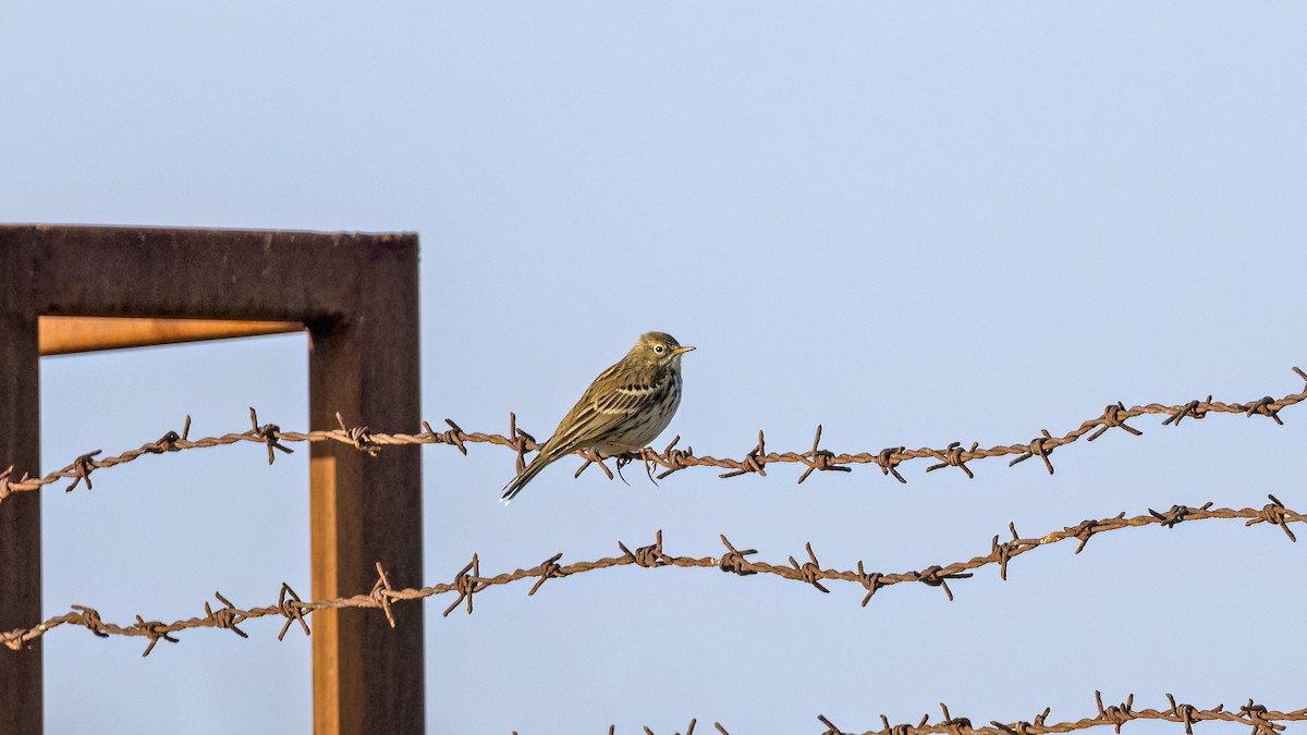 Луговой конёк - ML646702835