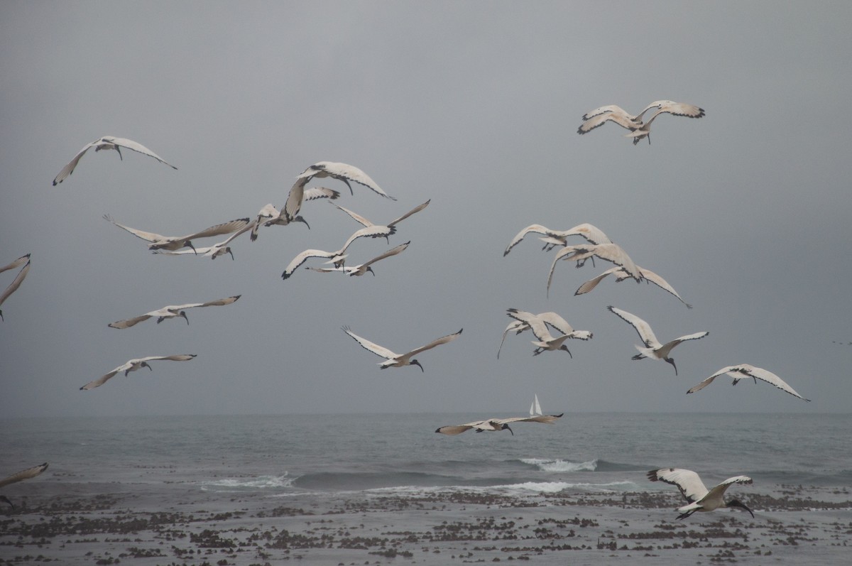איביס קדוש - ML646702836