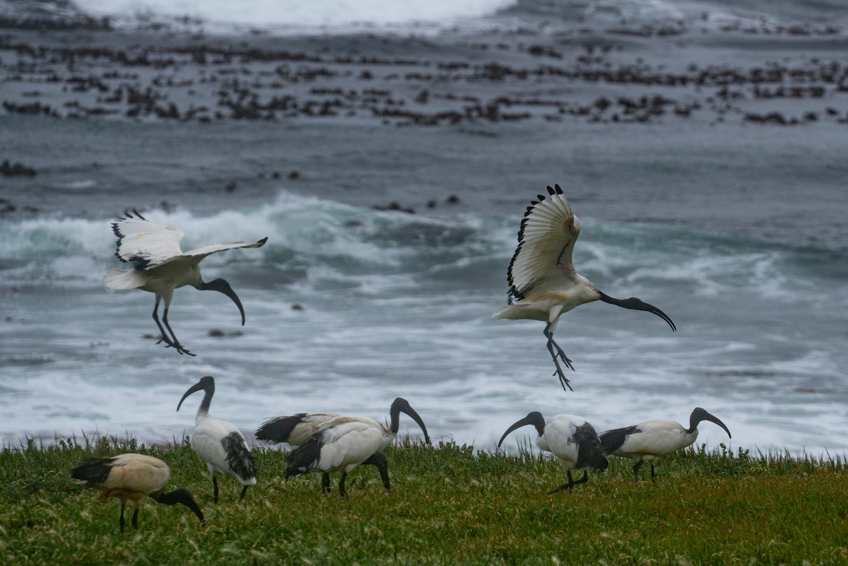 איביס קדוש - ML646702837