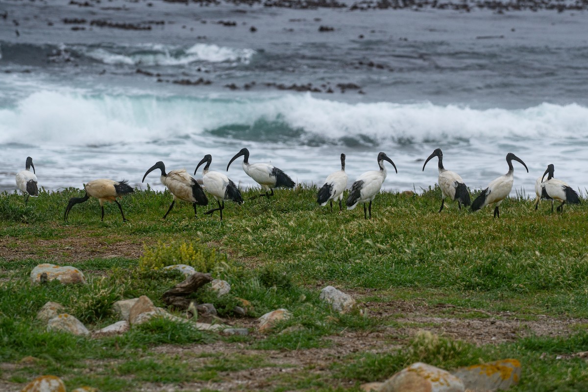 איביס קדוש - ML646702838