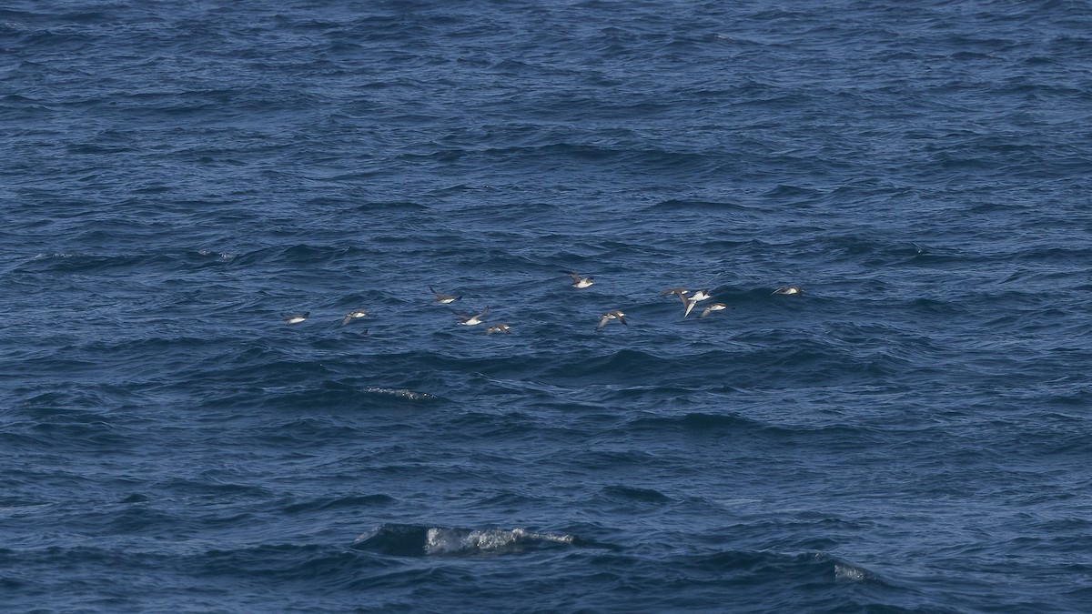 Левантский буревестник - ML646702839