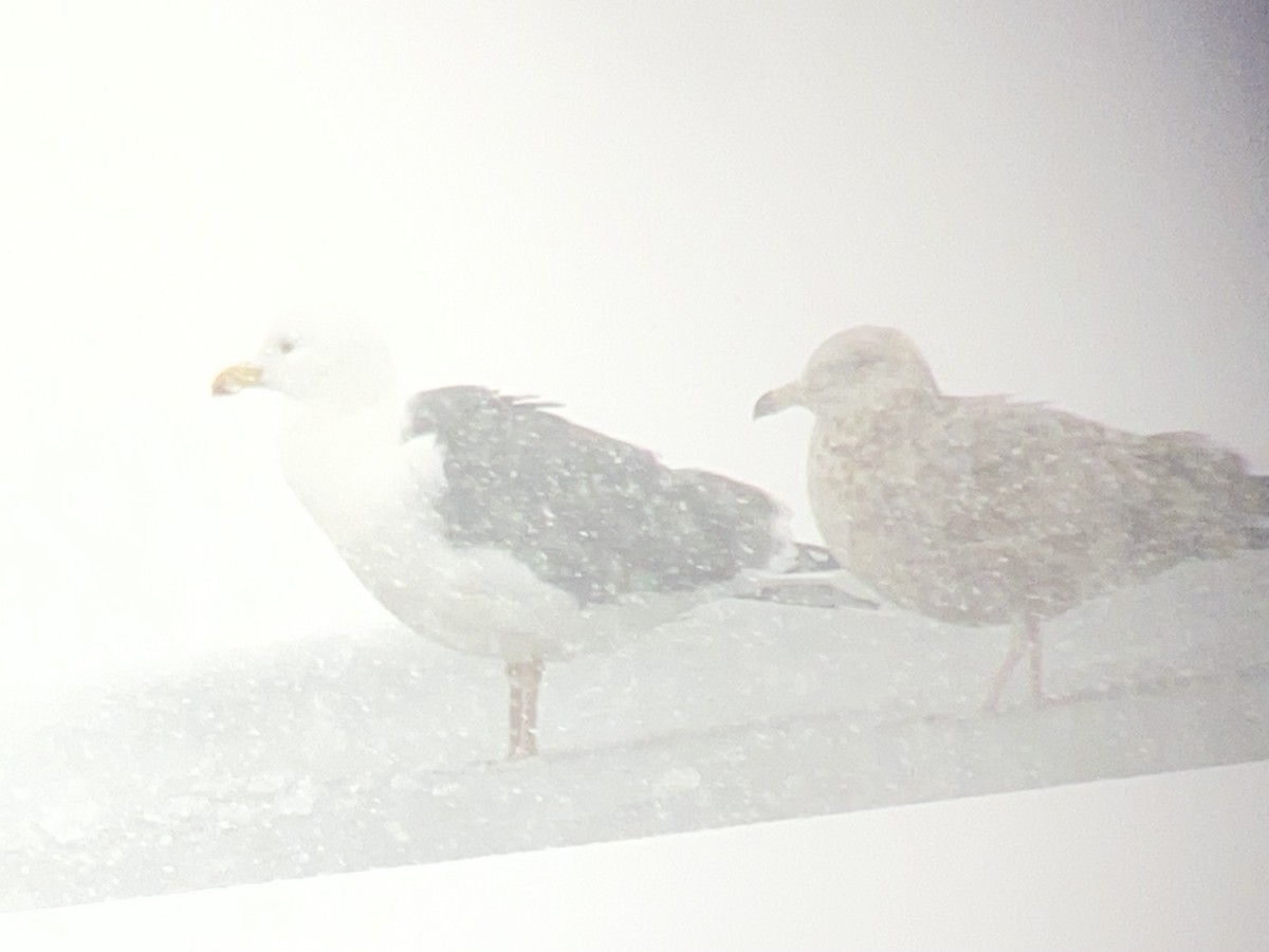 שחף ימי - ML646702840