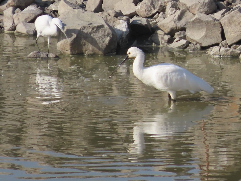 כפן - ML646702841