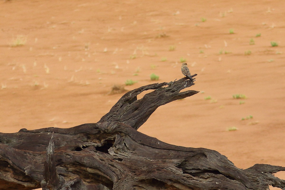 Greater Kestrel - ML646702842