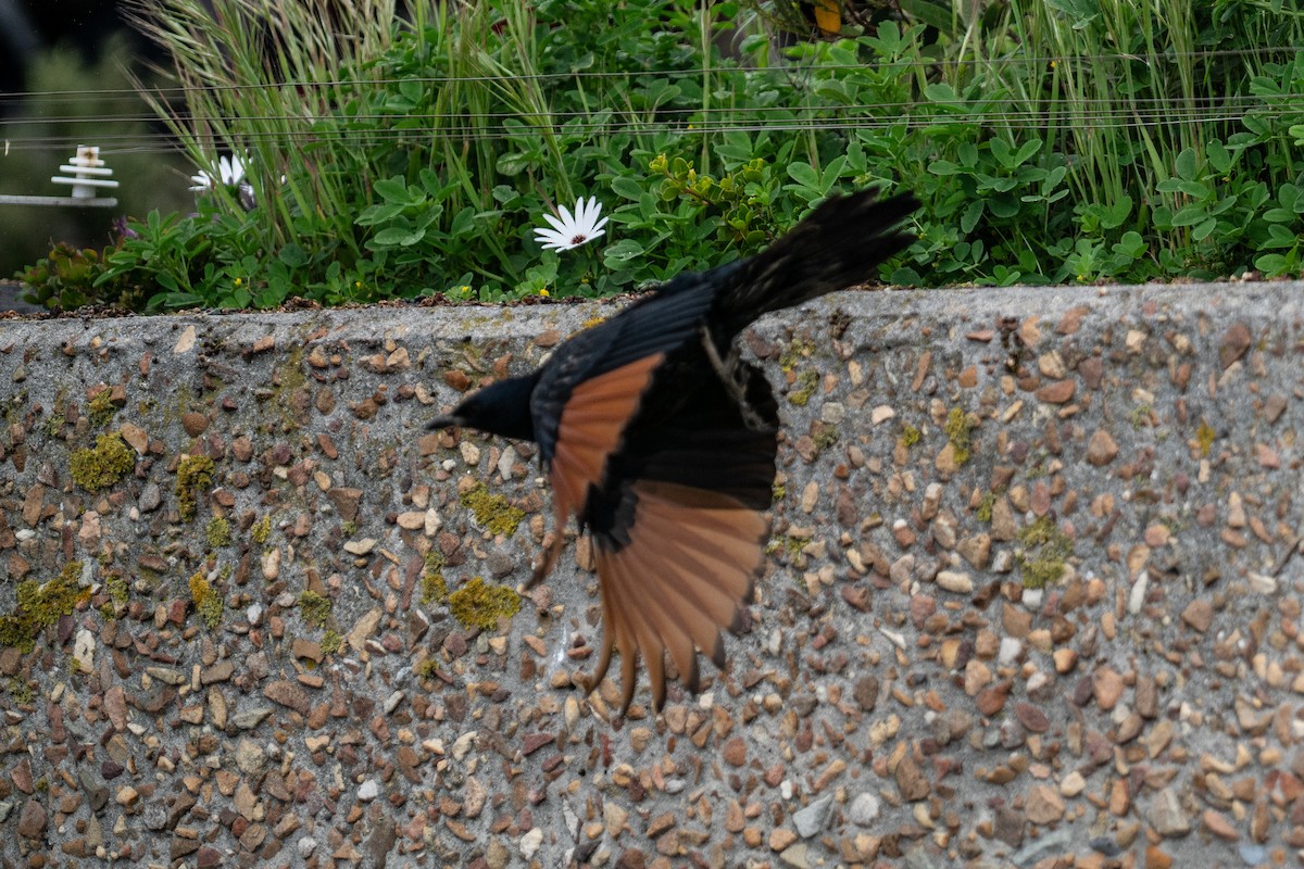 Red-winged Starling - ML646702843
