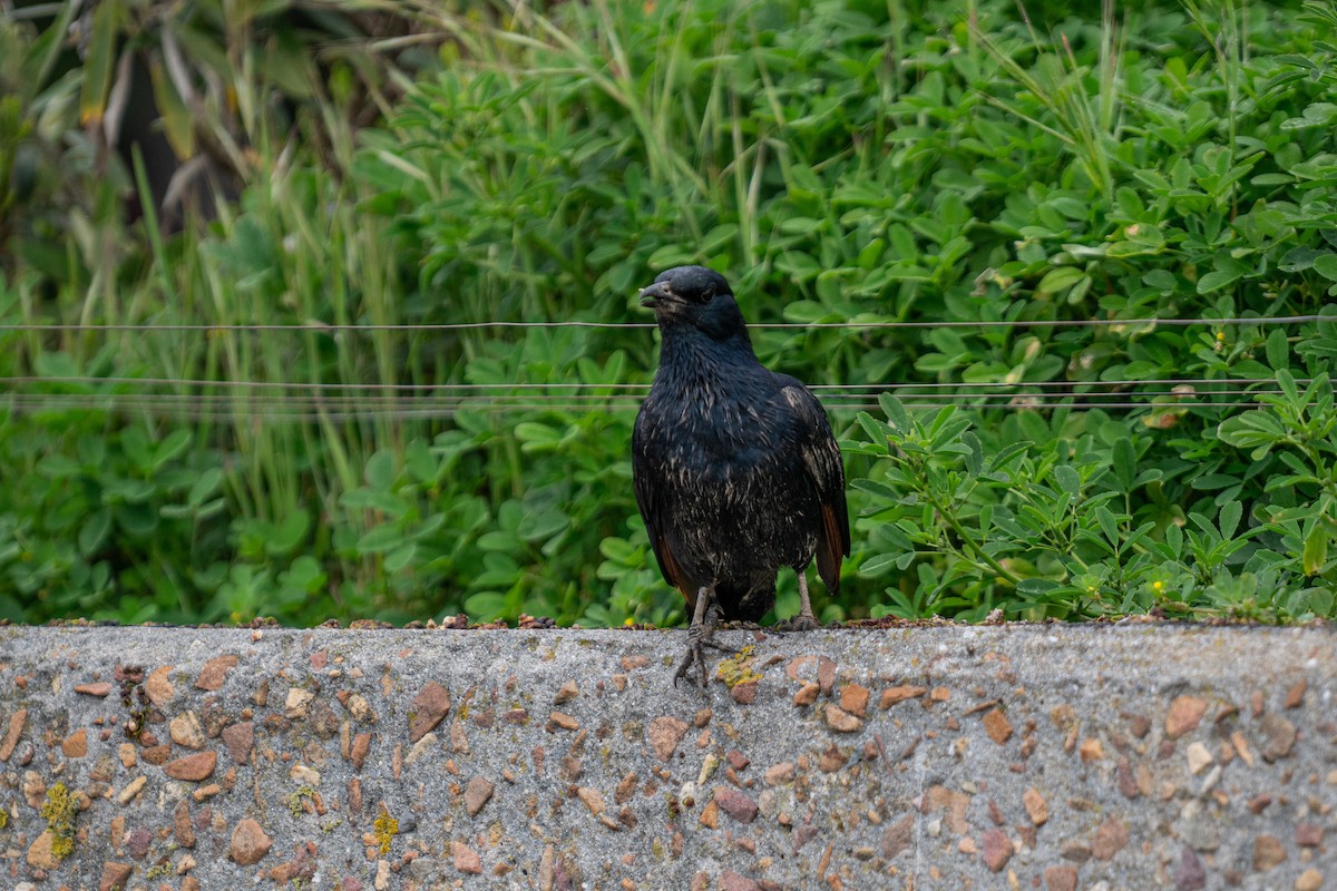 Red-winged Starling - ML646702844
