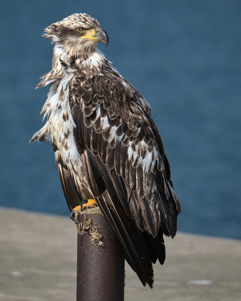 עיטם לבן-ראש - ML646702845
