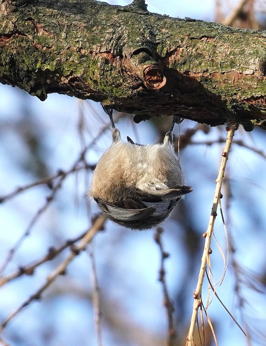 Cincia alpestre - ML646702846