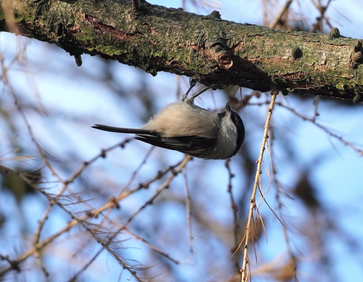 Cincia alpestre - ML646702847