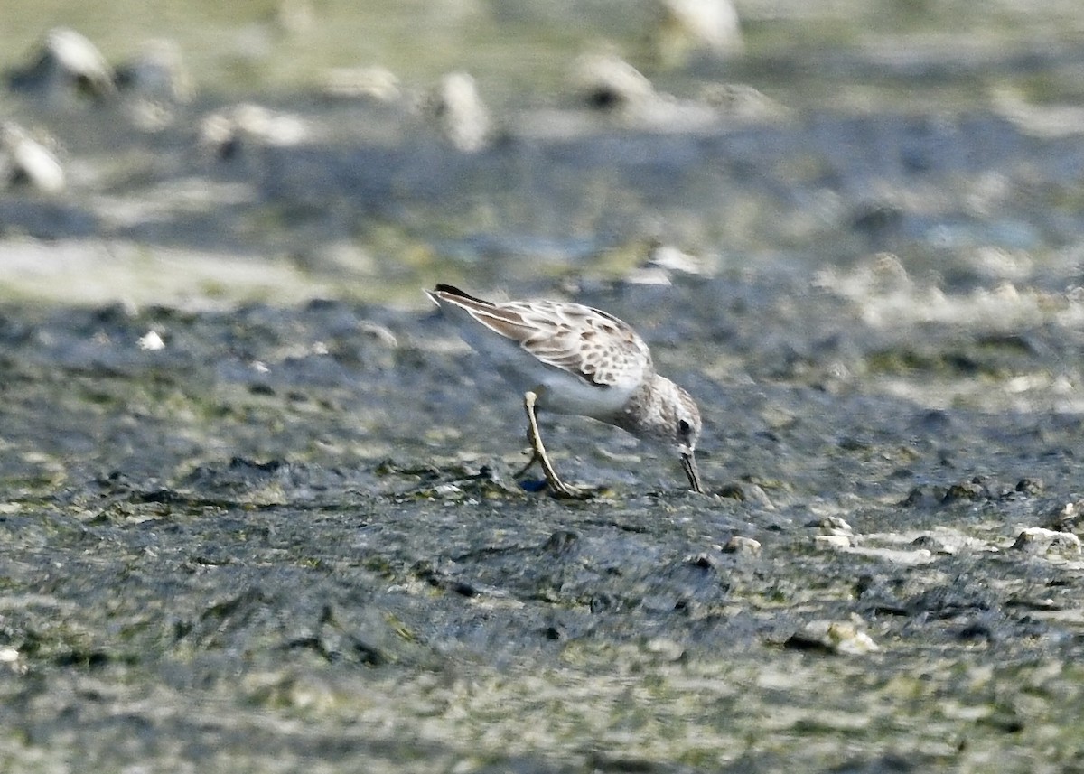 חופית זעירה - ML646702848