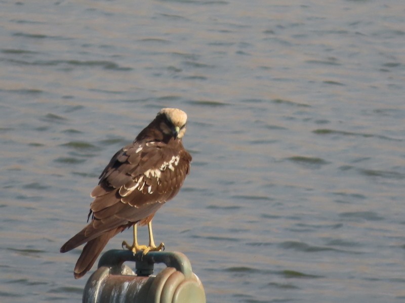 西方澤鵟 - ML646702849