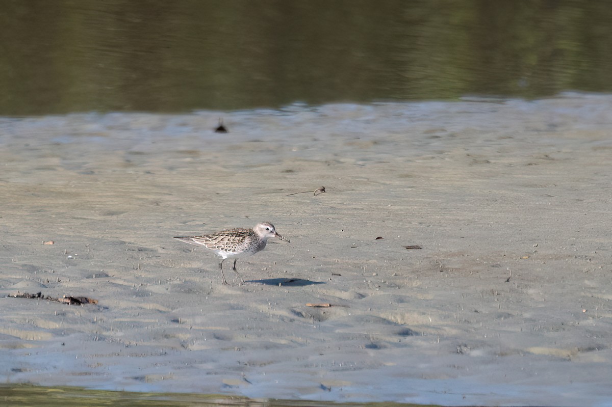 Бонапартов песочник - ML646702850