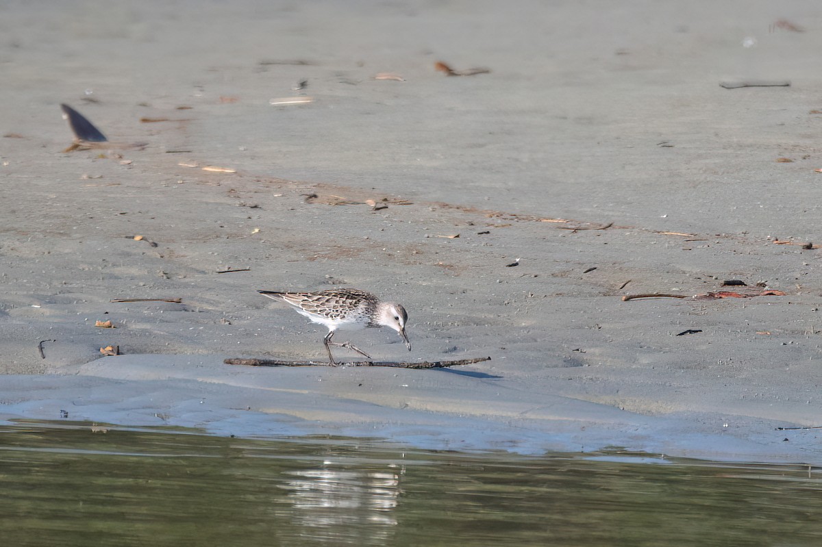 Бонапартов песочник - ML646702851