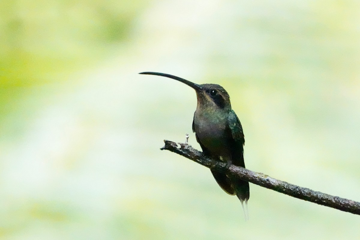 Green Hermit - ML646702852