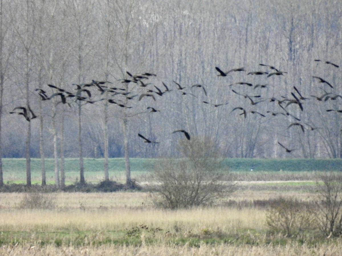 Mignattaio - ML646702854