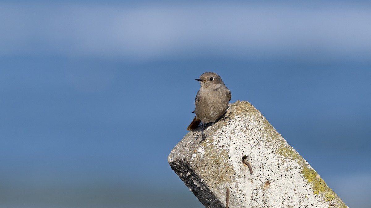 Черная горихвостка - ML646702855