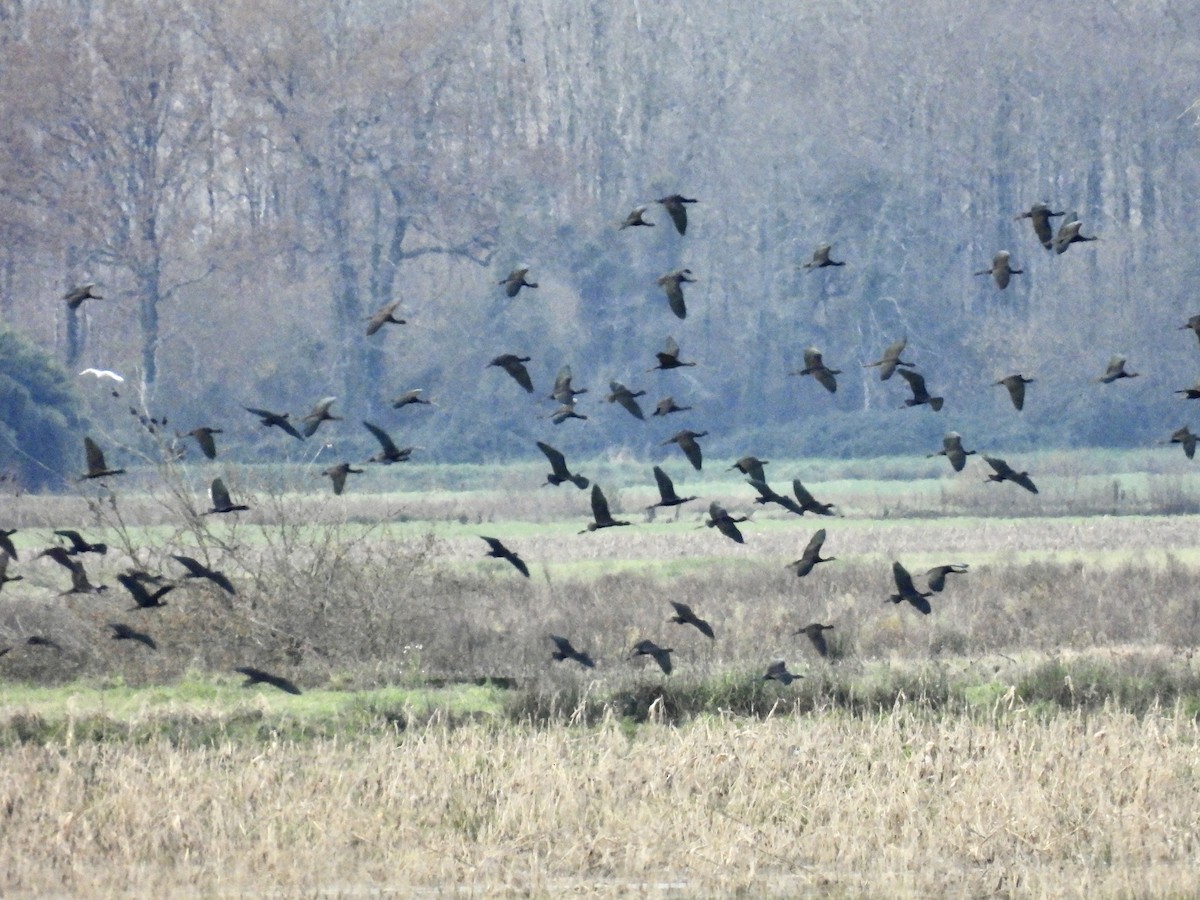 Mignattaio - ML646702864