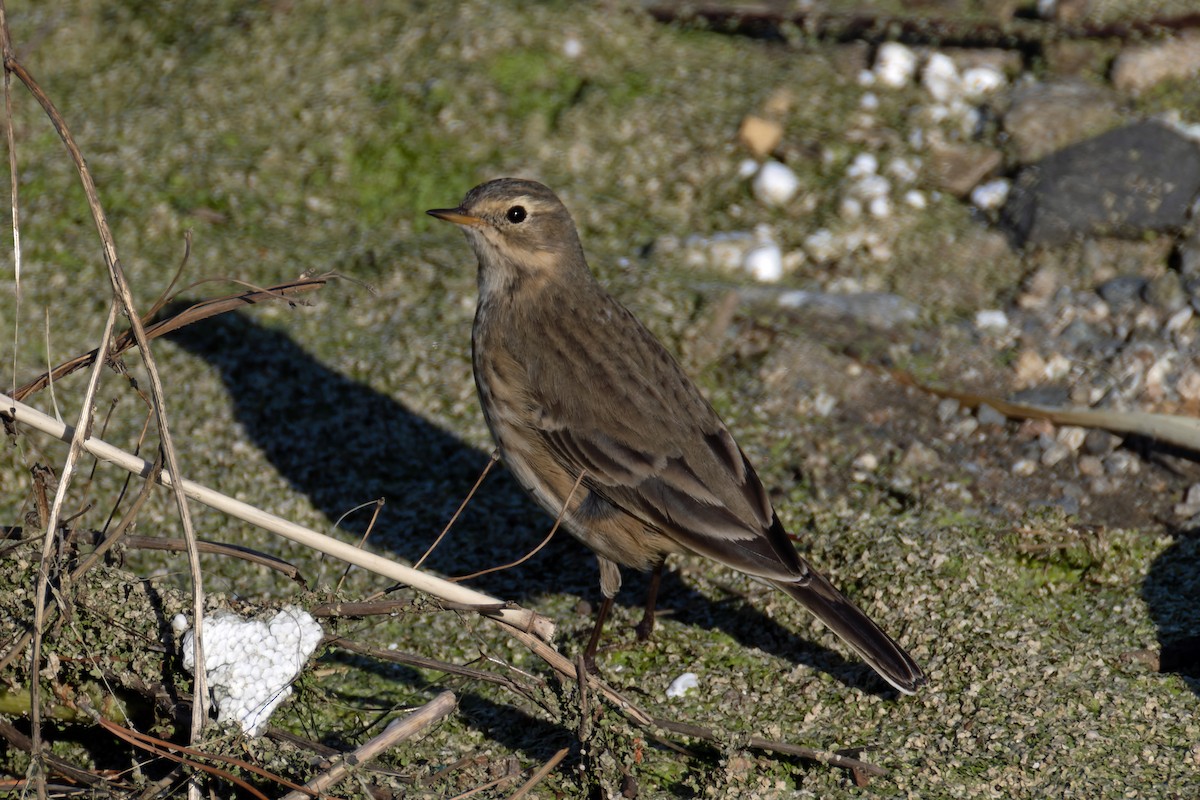 American Pipit - ML646702865