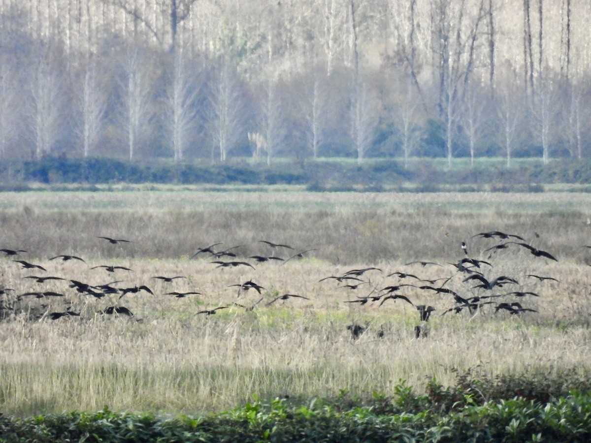 Mignattaio - ML646702866