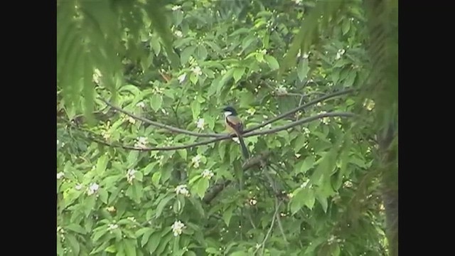 חנקן חלוד-גב - ML646702867