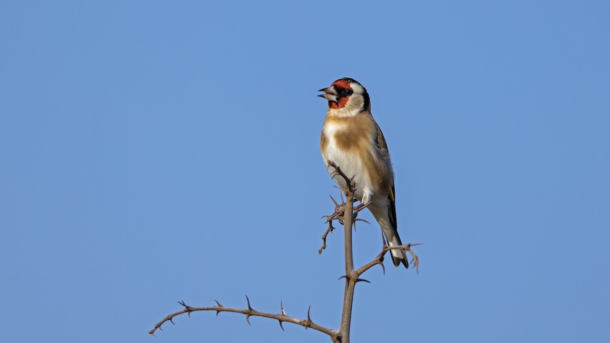 Щегол - ML646702869