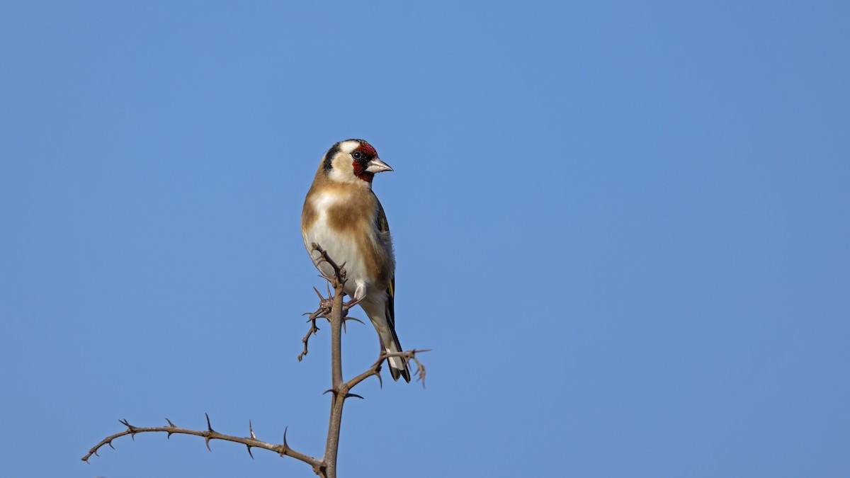 Щегол - ML646702870